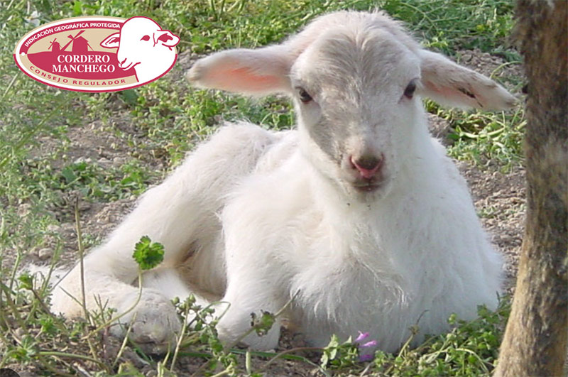 09-cordero-mancha-2