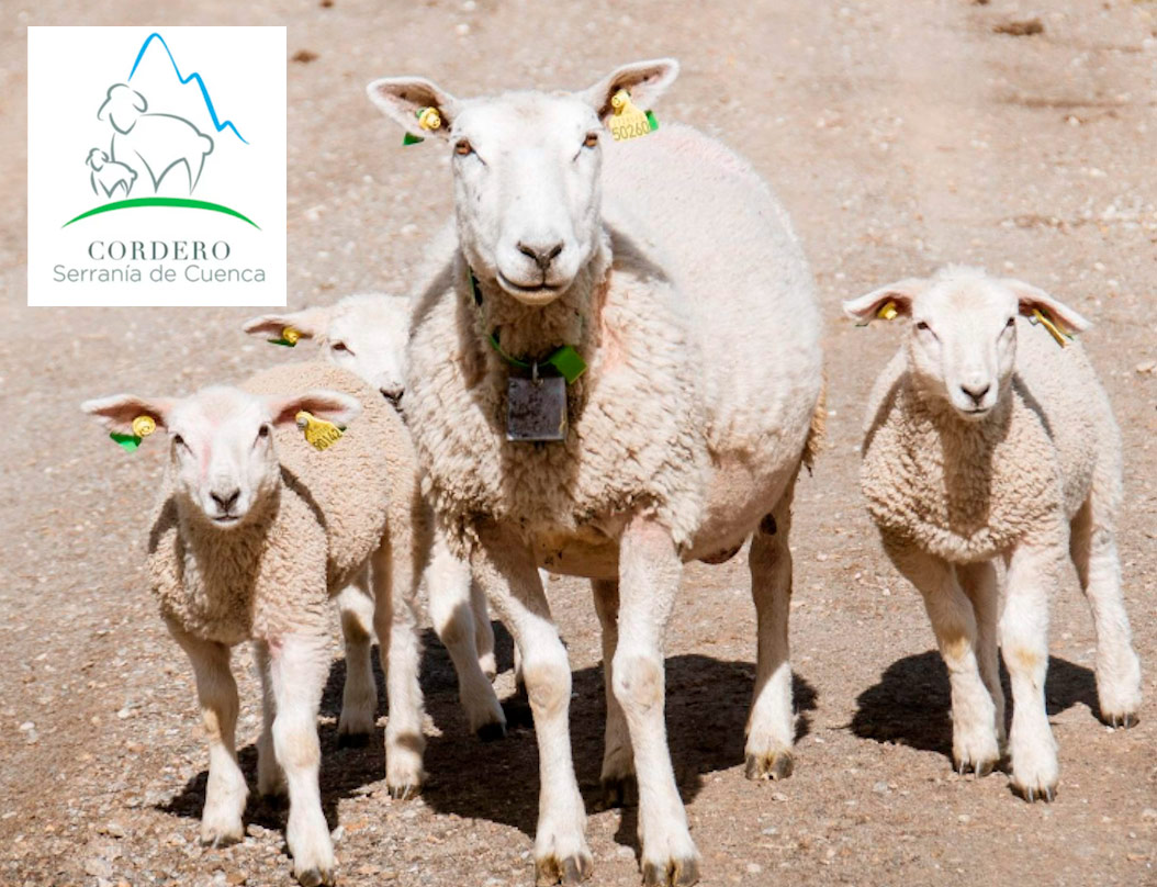 10-cordero-serrania-de-cuenca-1